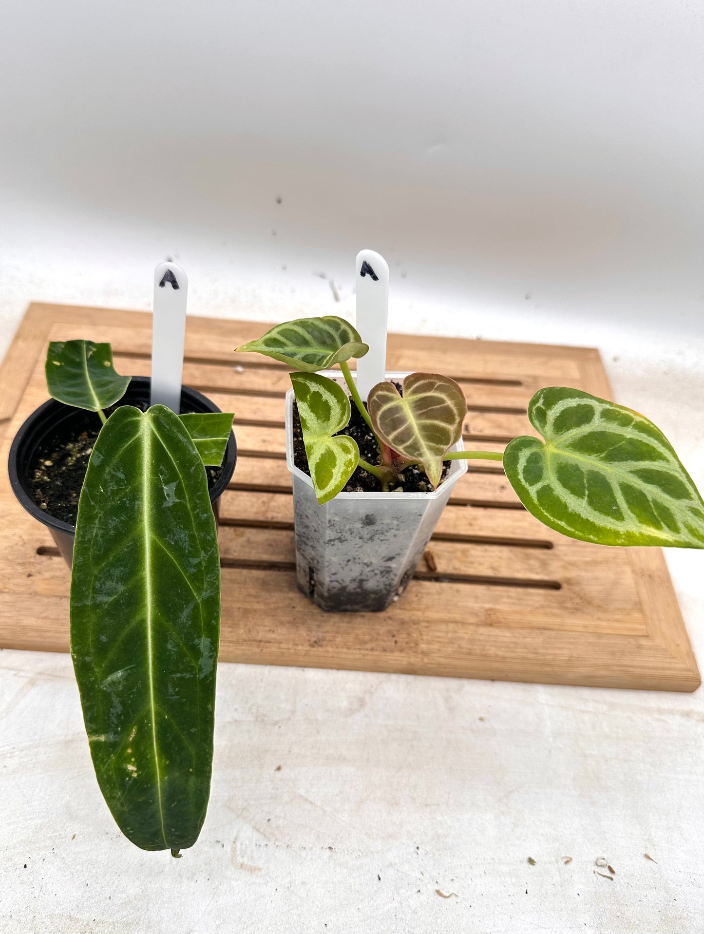 Combo Sale - Anthurium Warrocquenum Queen & Anthurium Red Tiger 🐯