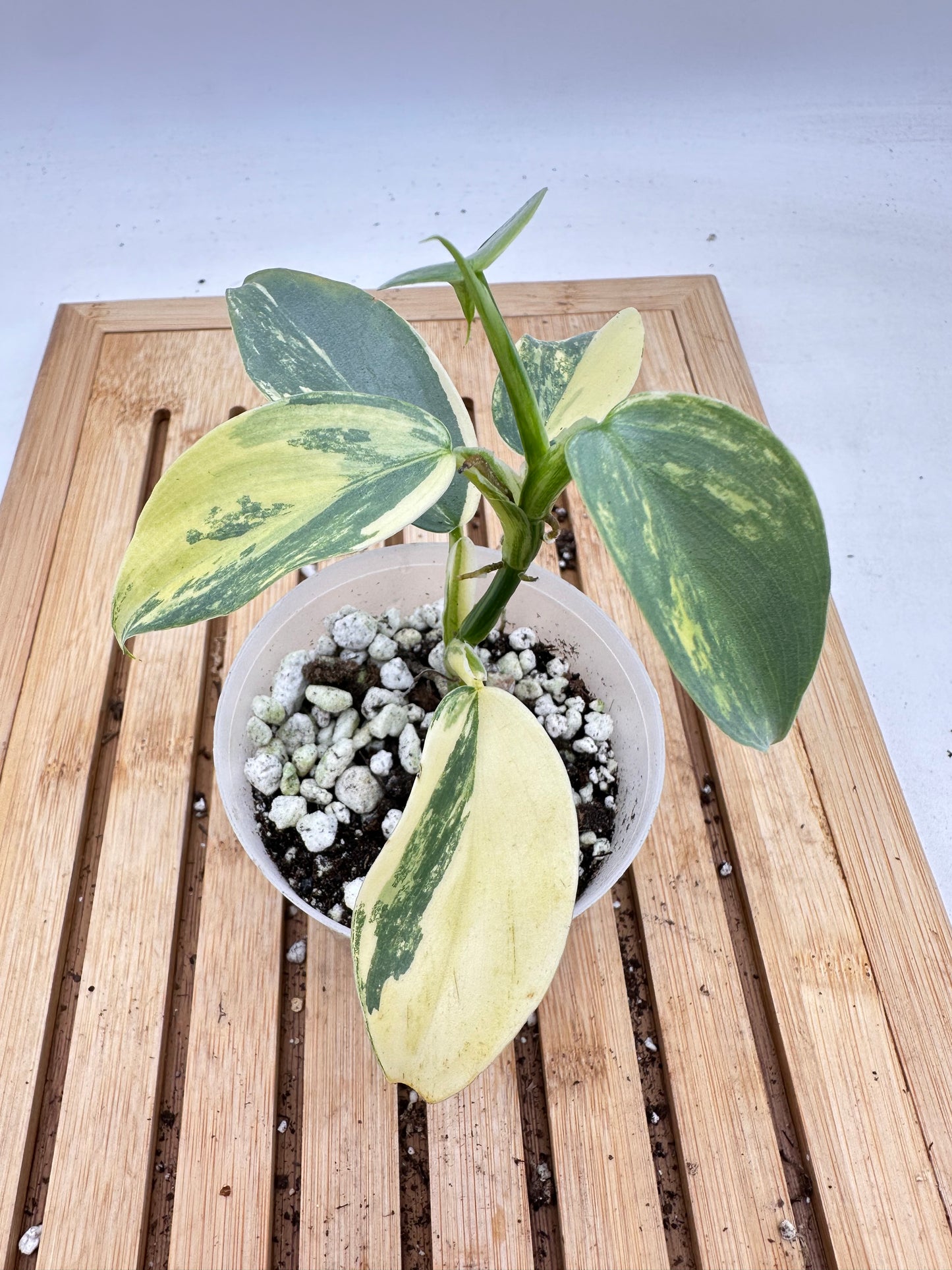 Thanksgiving Sales - 🦄 Variegated Philodendron Silver Sword