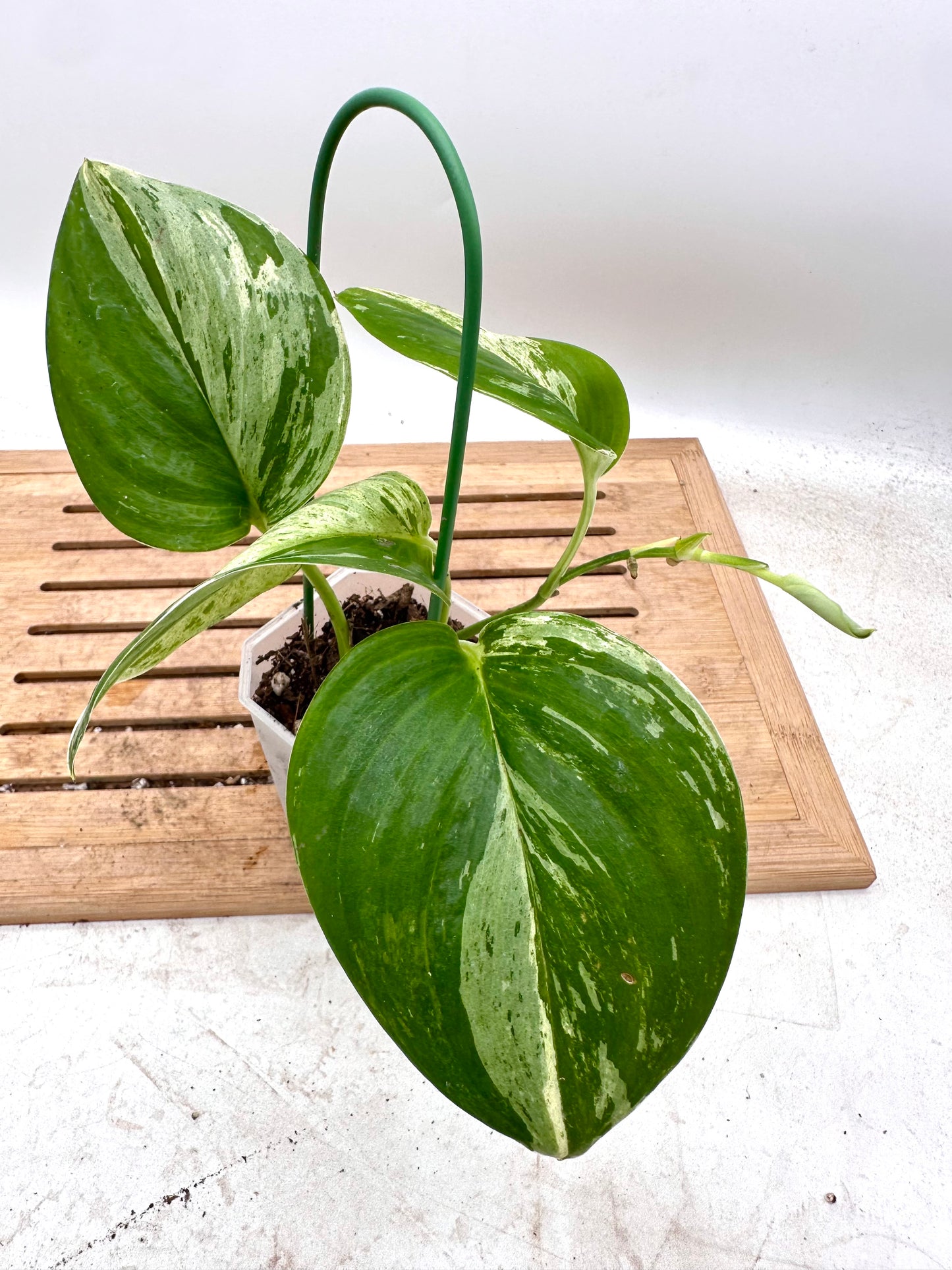 Scindapsus Treubii Variegated