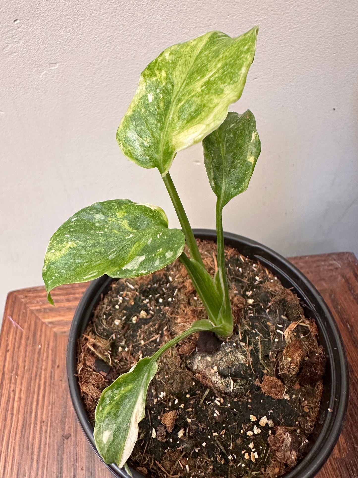 Monstera Miracle ‘tri-Colour Variegation’