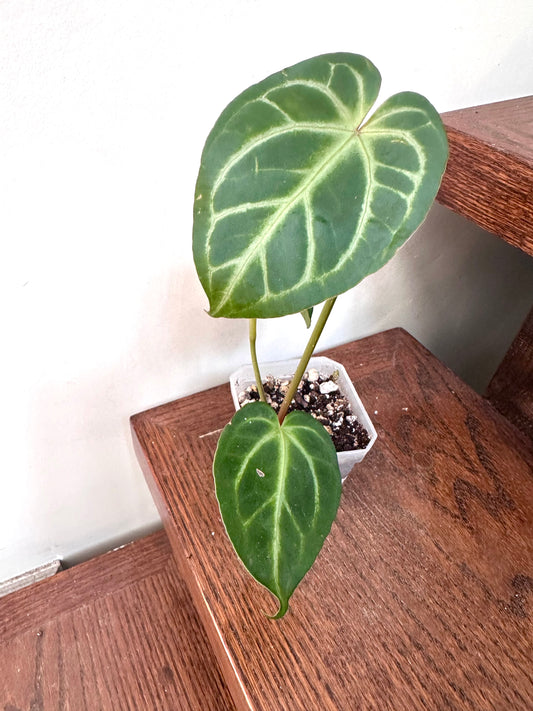 Anthurium Noid - Thanksgiving Sale 💚