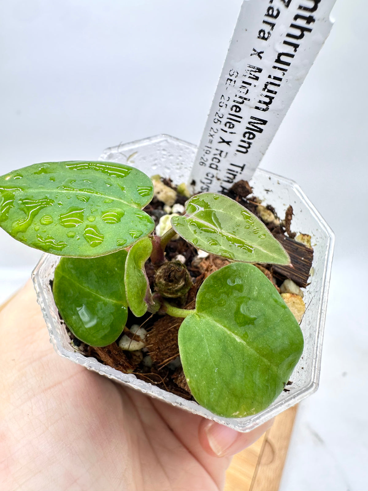 Anthurium Memoria Tim Anderson (Zara x Michelle x Red Crystallinum)