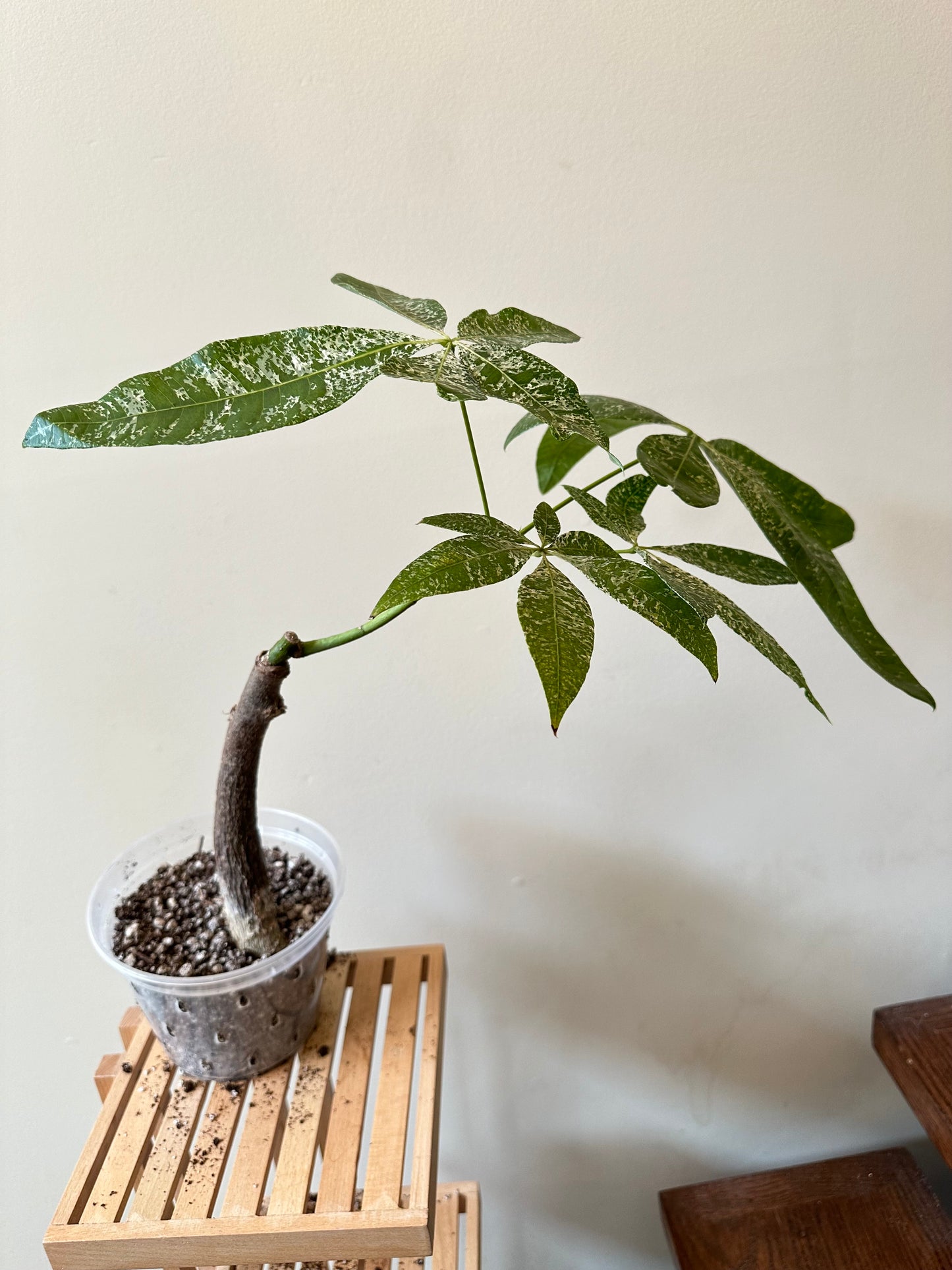 Variegated Money Tree (good size)