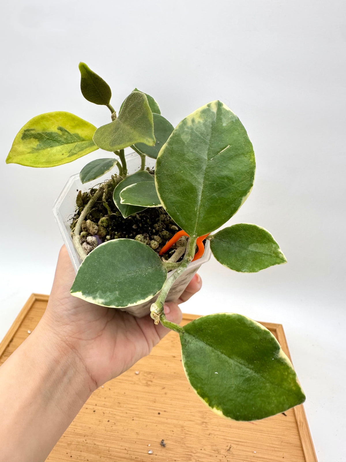 Hoya Australis Albomarginata
