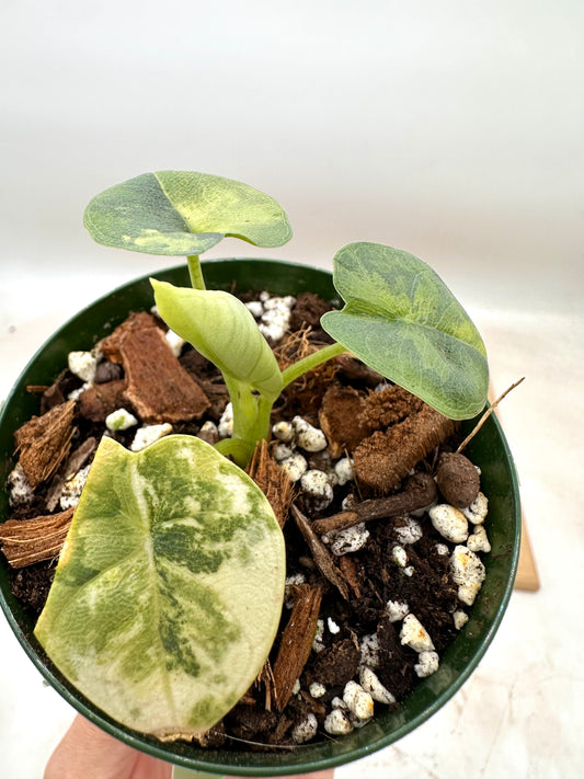 Alocasia Melo Variegated