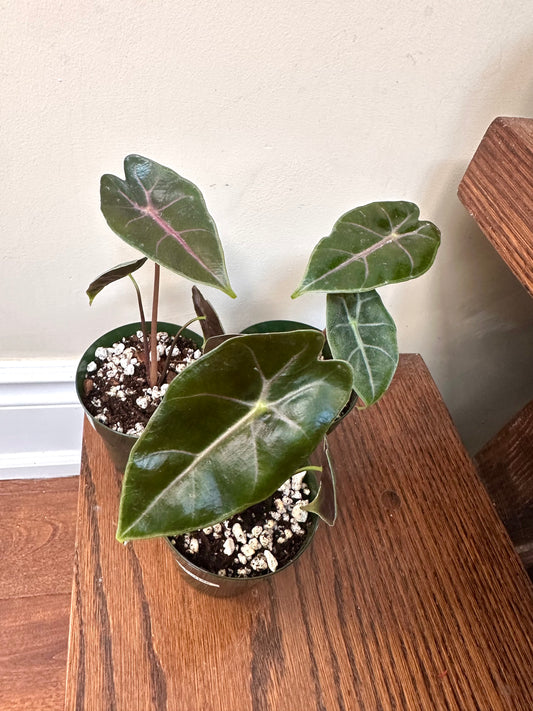 Alocasia Suhirmaniana Purple