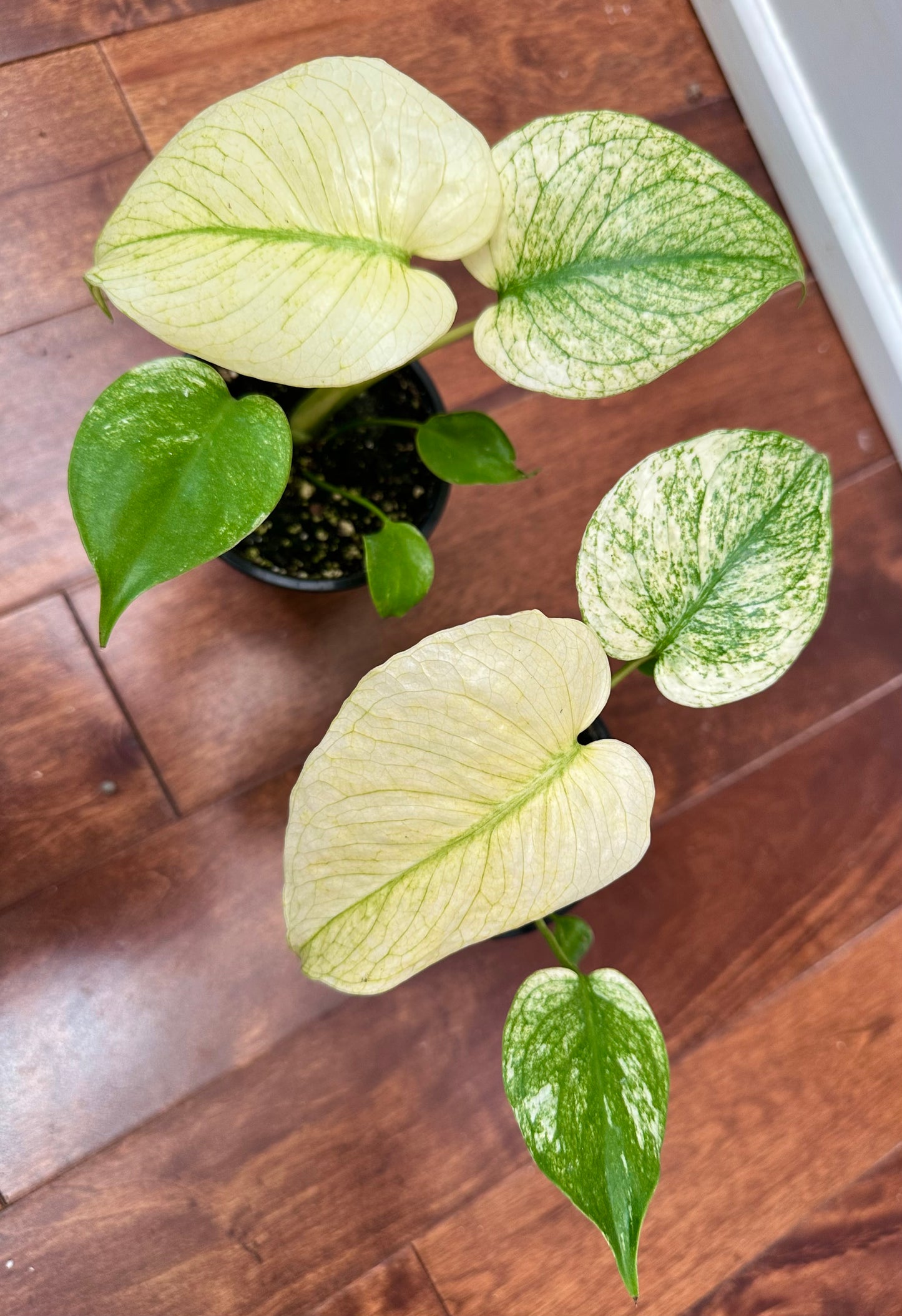 Monstera White Monster