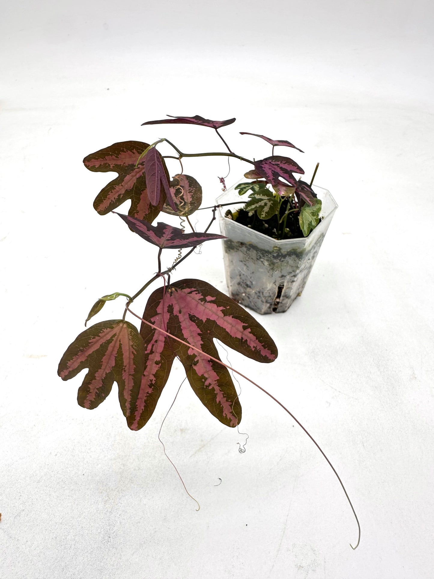 Passiflora Trifasciata Purple - Multiple Growths