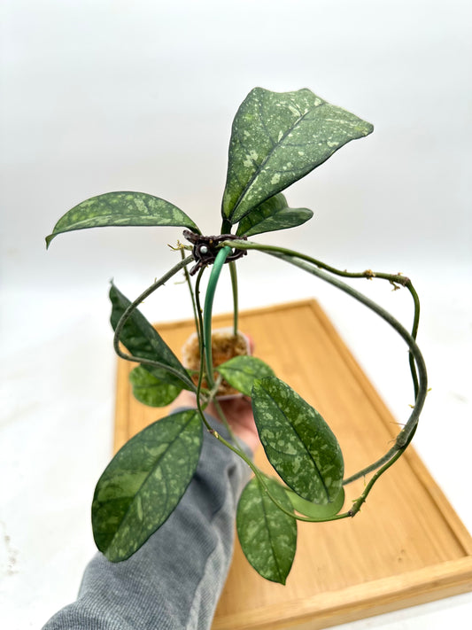 Hoya Crassipetiolata Splash