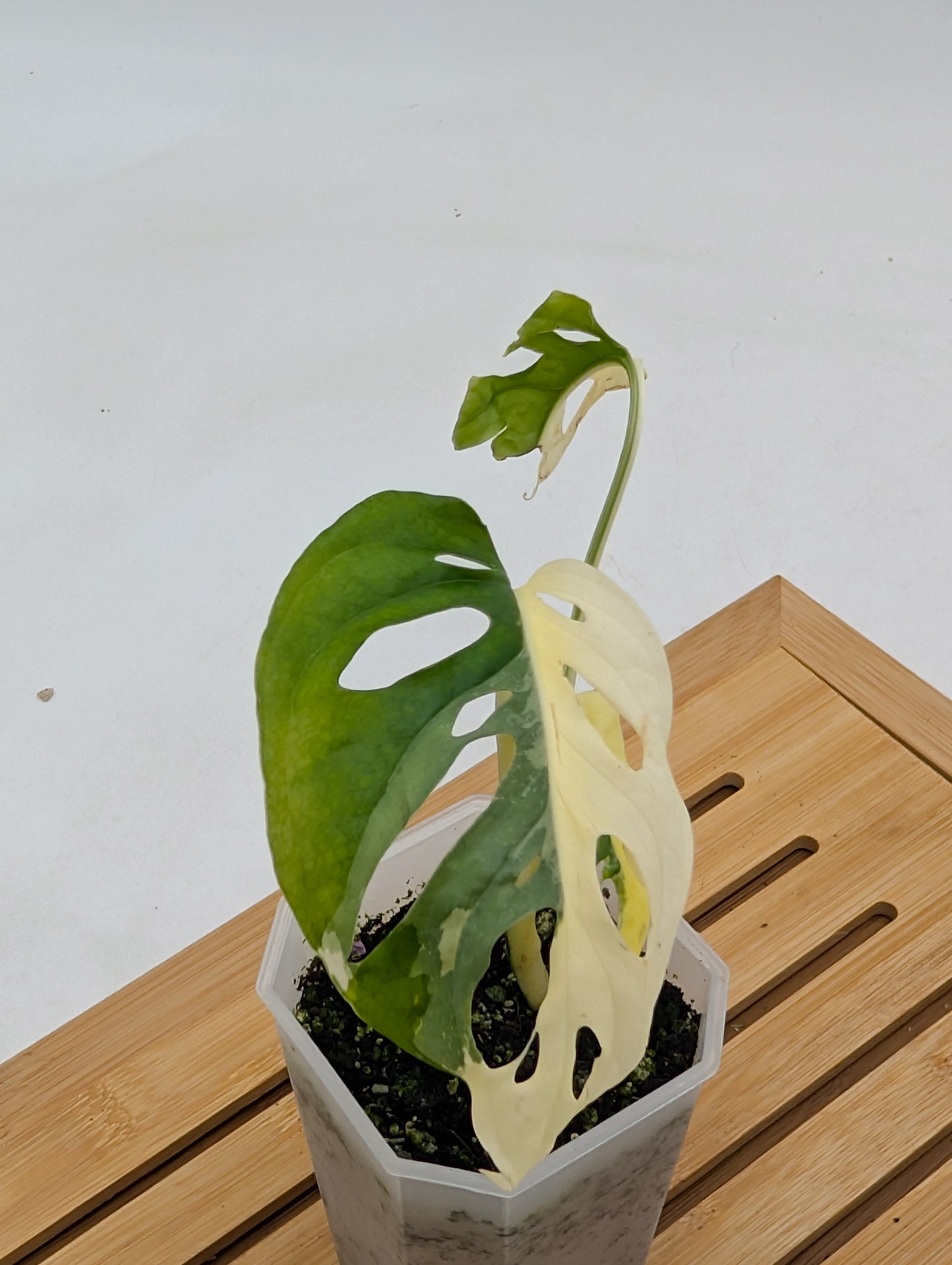 Monstera Adansonii Albo Variegated