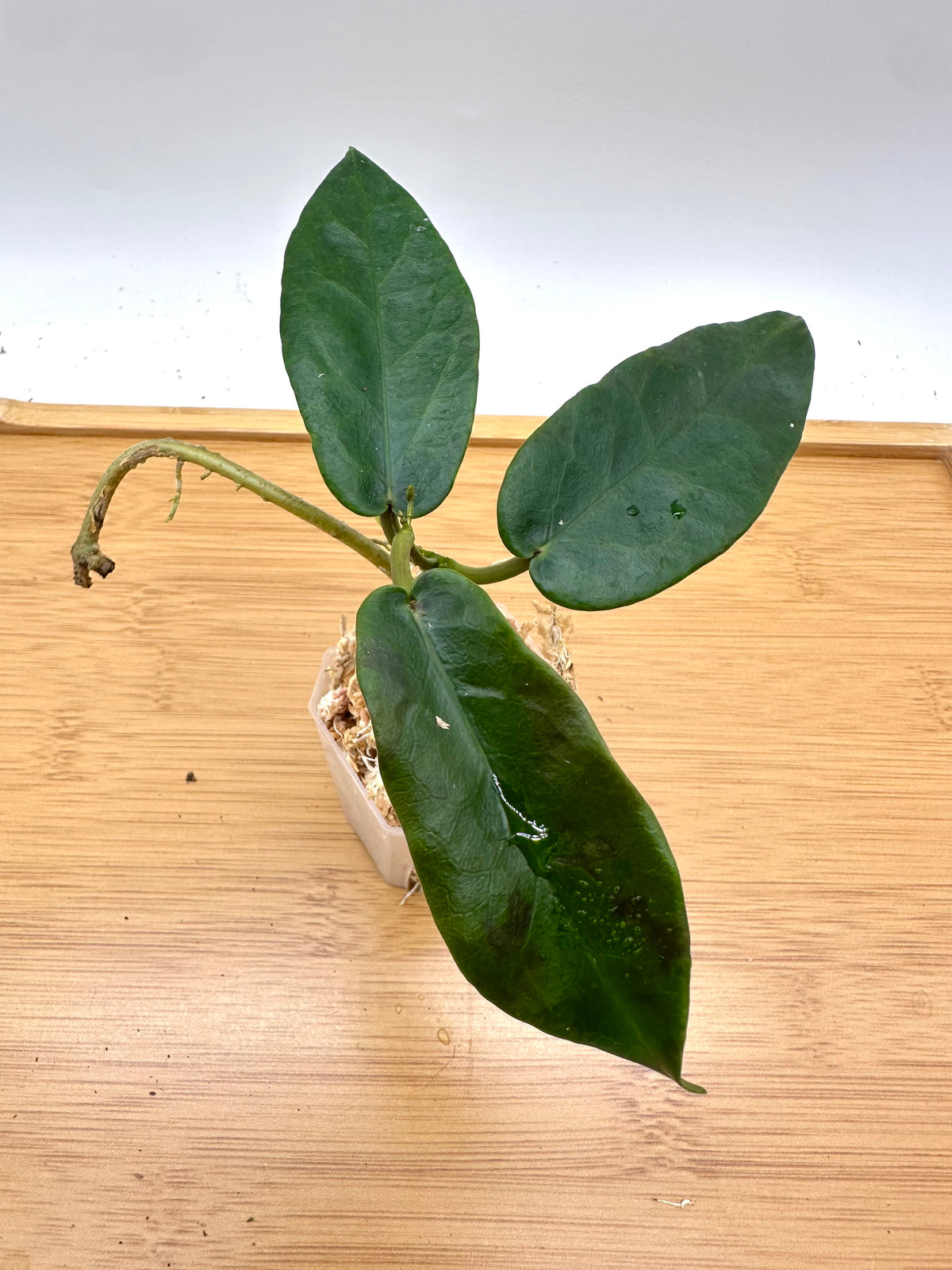 Hoya Piestolepis NS11-029