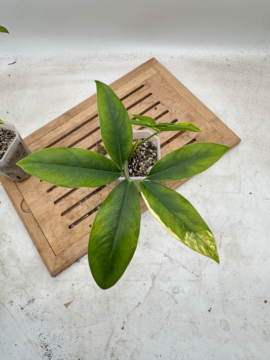 Philodendron Goeldii Variegated
