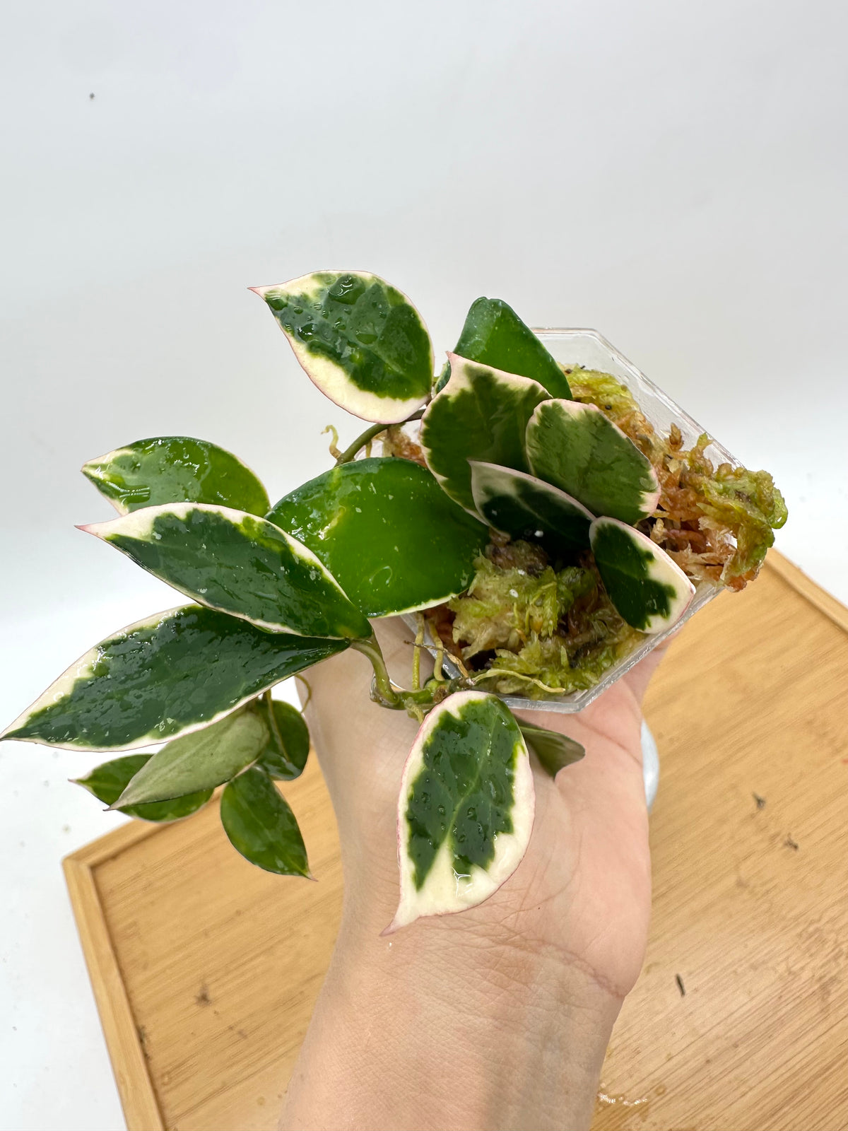 Hoya Lacunosa ‘Asami’ Variegated