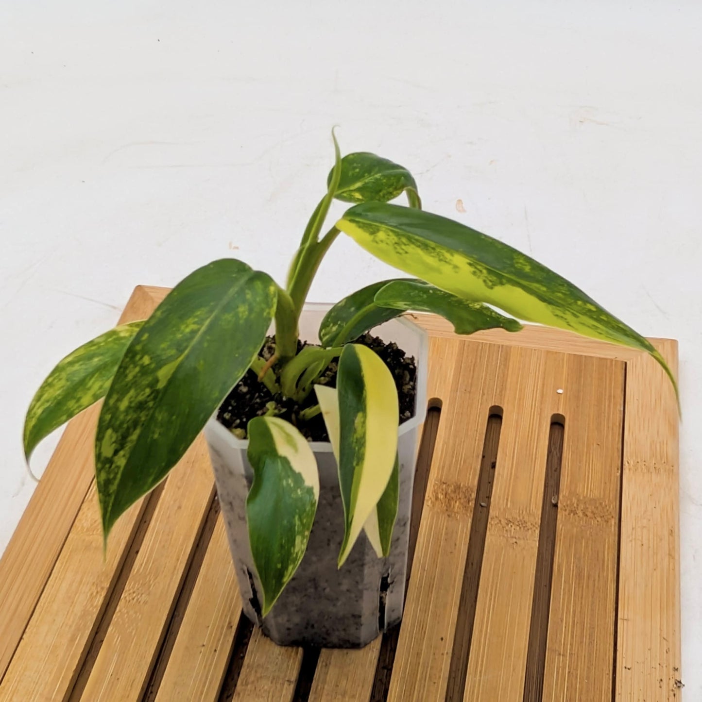 Philodendron Domesticum Variegated