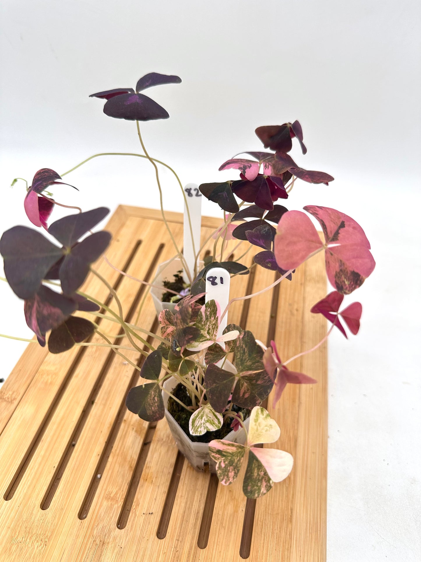 Oxalis Triangularis Pink Variegated 🩷 081 082