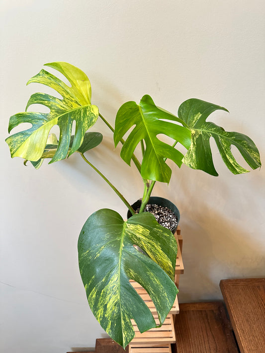 Black Friday Sales - Monstera Aurea