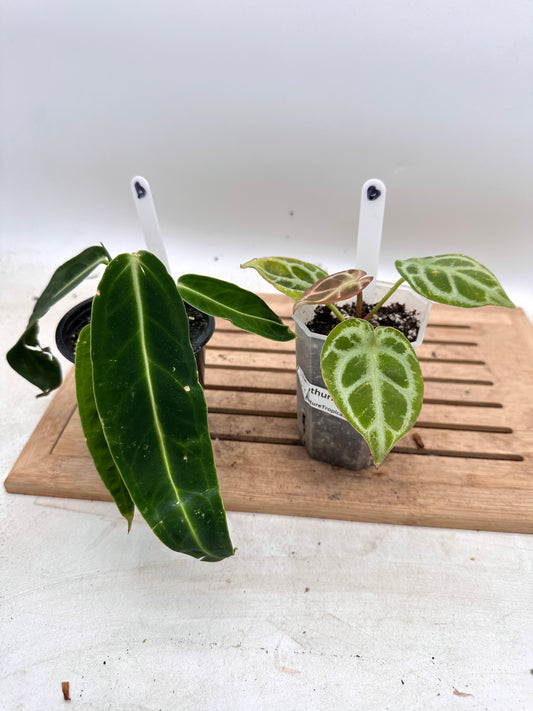 Combo Sale - Anthurium Warocquenum Queen & Anthurium Red Tiger