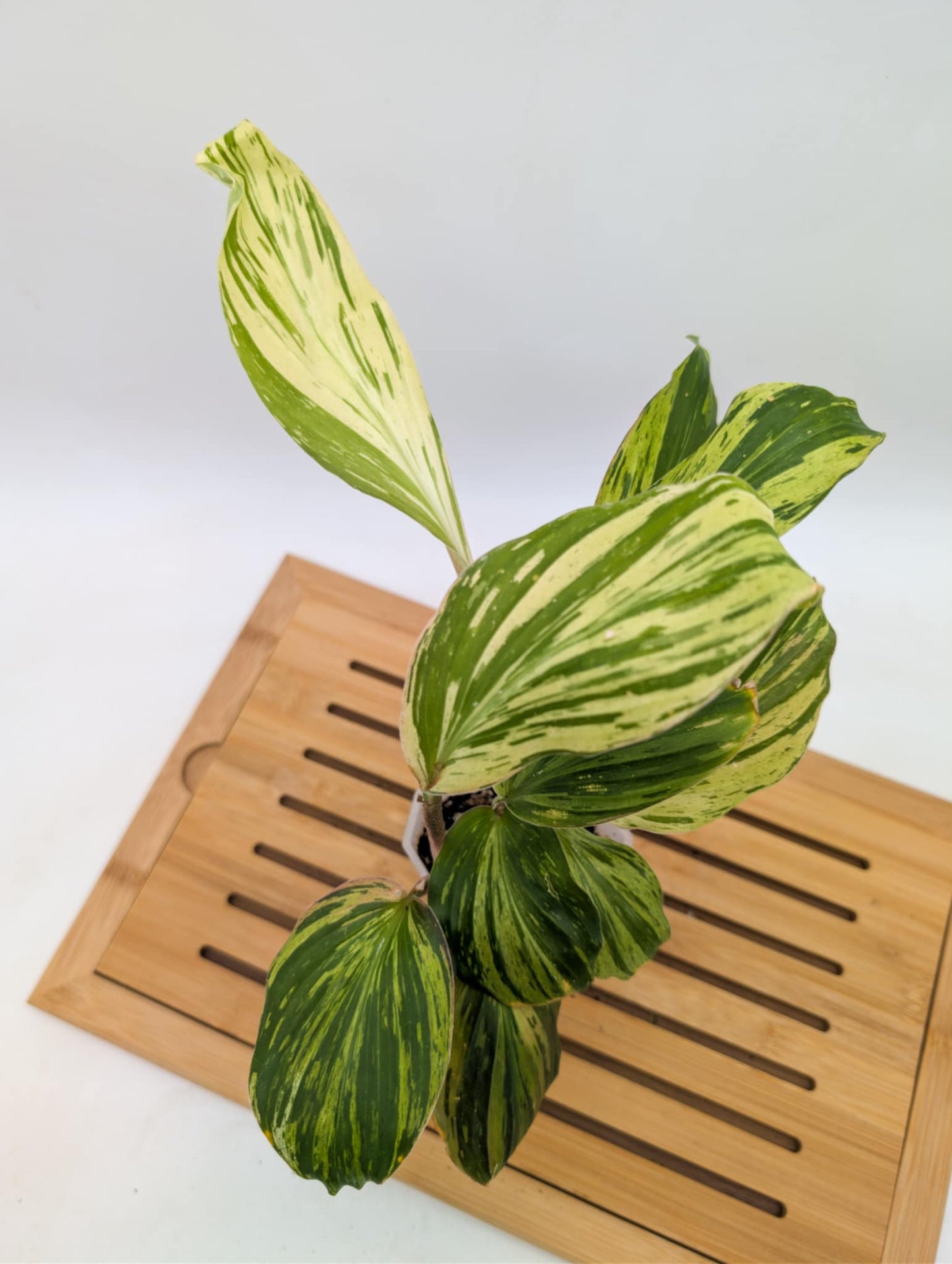 Variegated Peacock Ginger