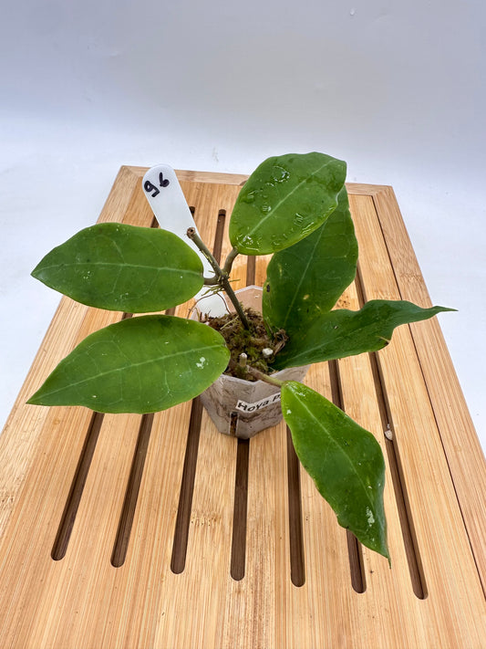 Hoya Patricia 096