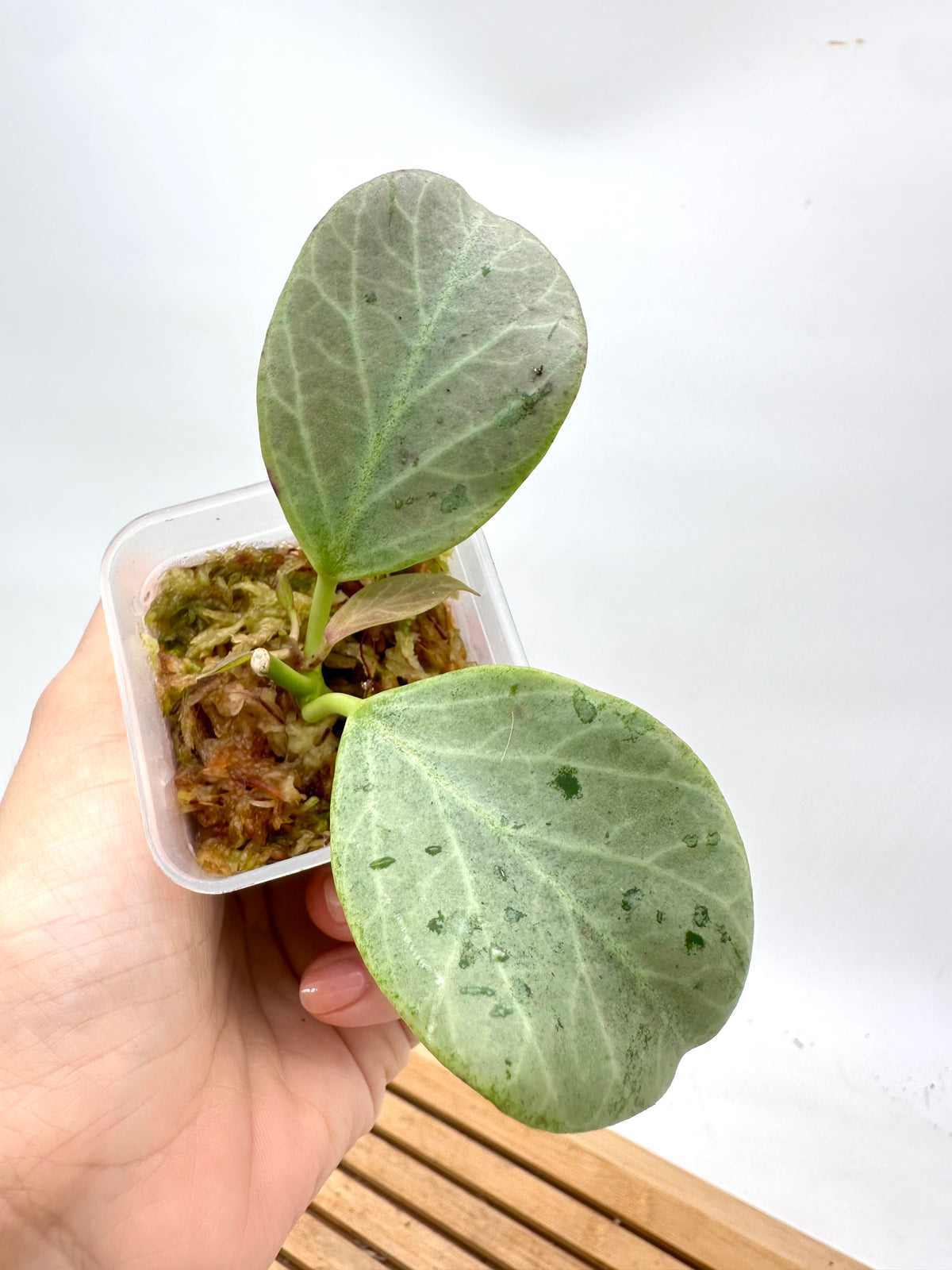 Hoya Rowena Silver