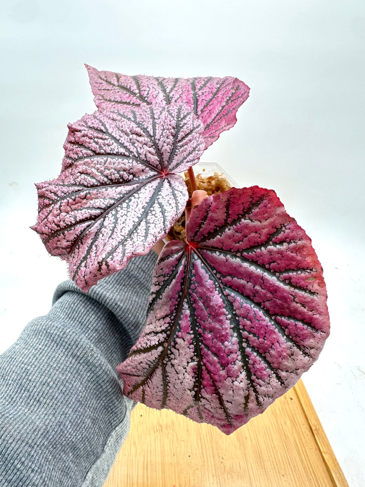 Begonia ‘Red Berry’