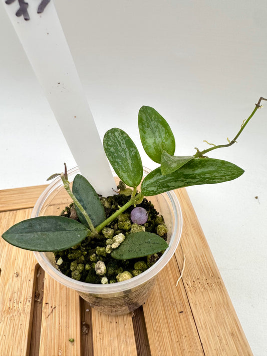Hoya Lima Silver Splash