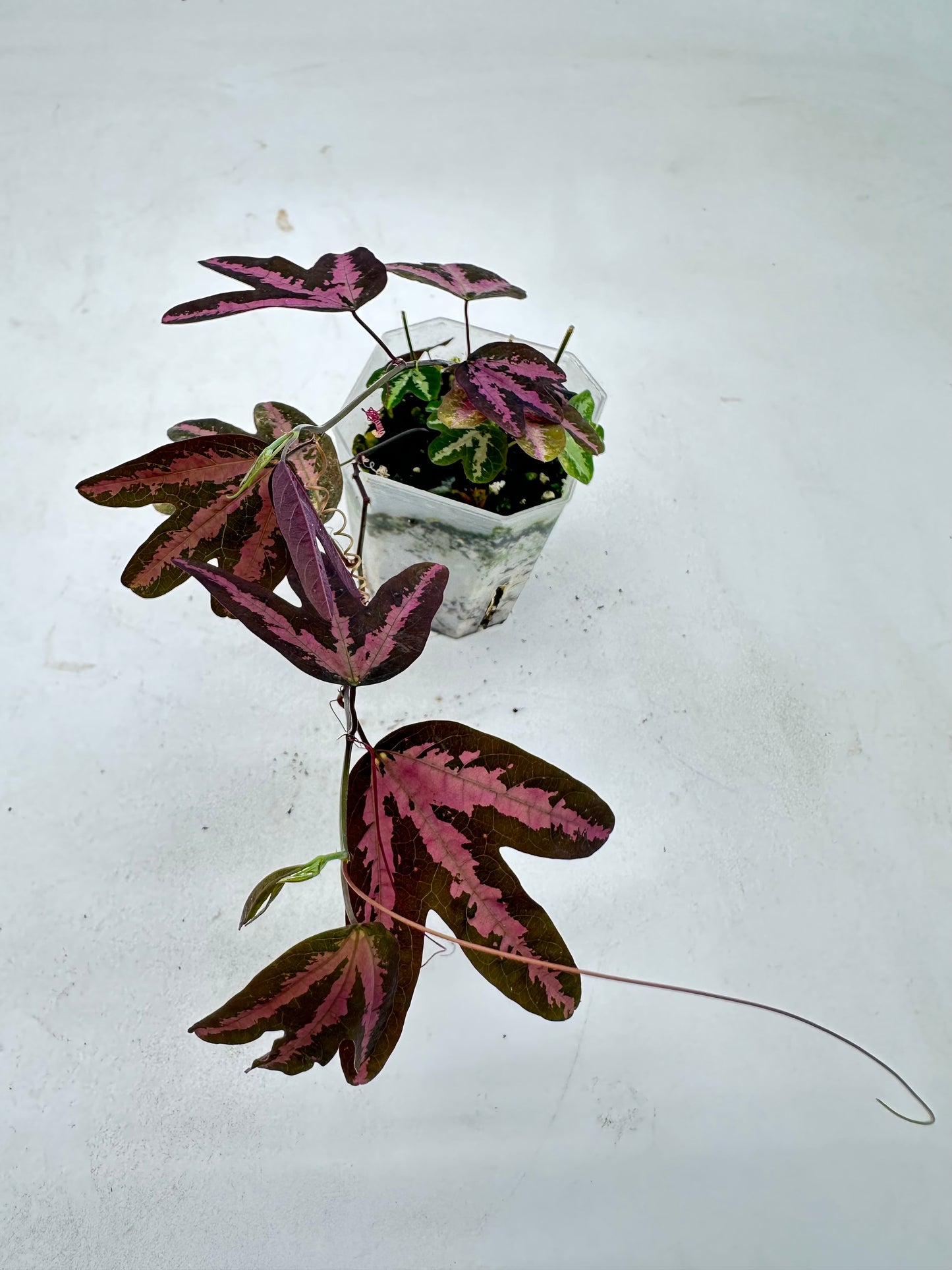 Passiflora Trifasciata Purple - Multiple Growths