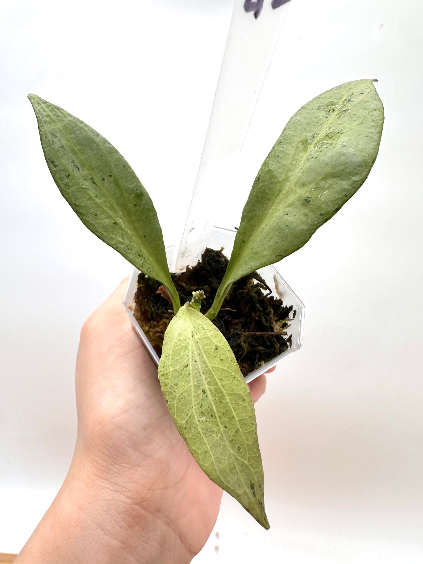 Hoya New Guinea Ghost NGG