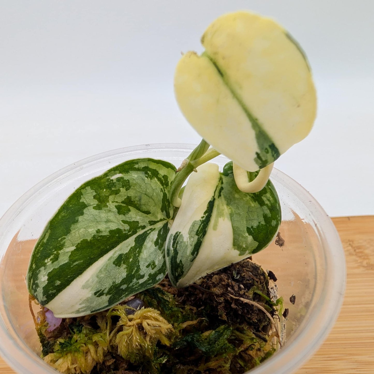 Scindapsus Mayari Variegated