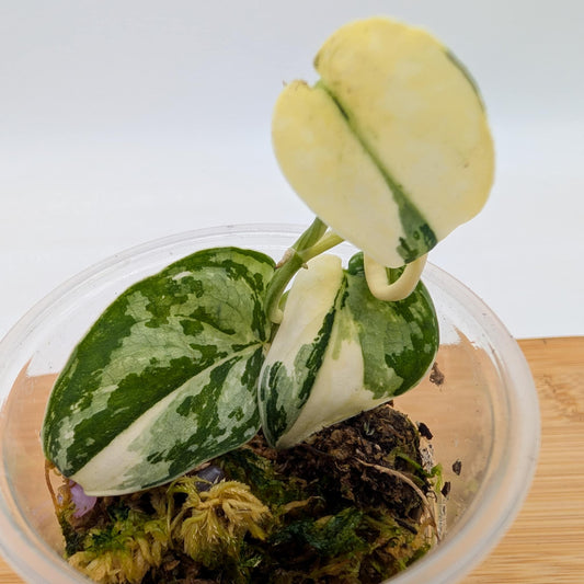 Scindapsus Mayari Variegated