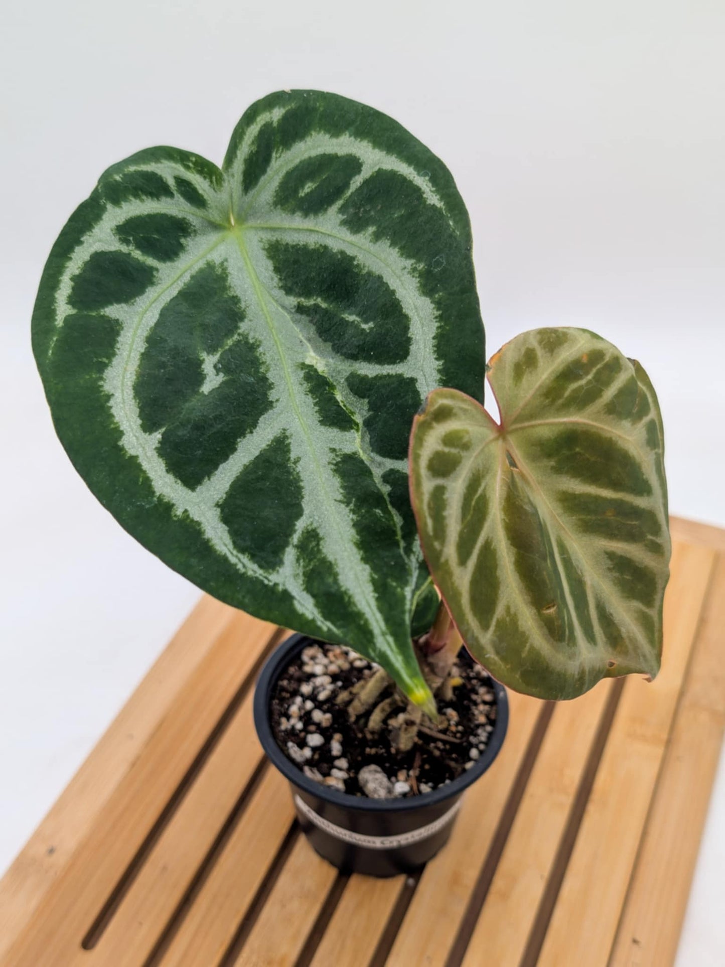 Anthurium Crystallinum x Dorayaki