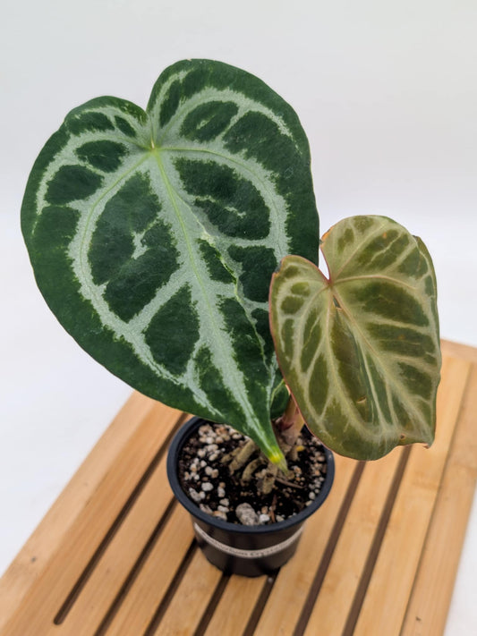 Anthurium Crystallinum x Dorayaki