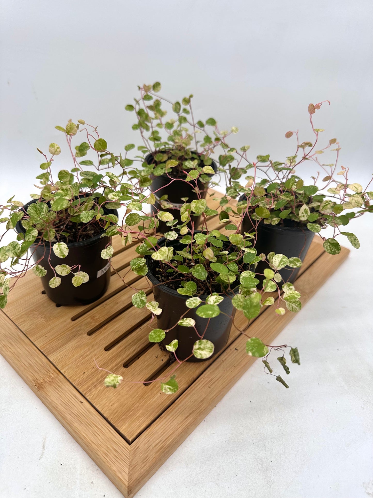 Variegated Wire Vine