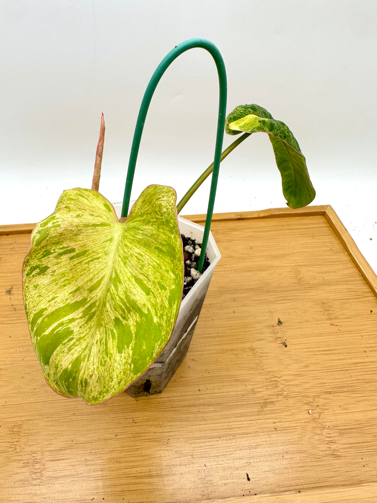 Philodendron Paraiso Verde Aurea Variegated