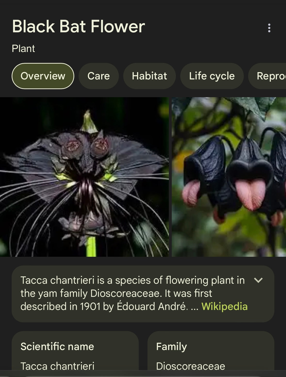 Halloween Plant - Tacca Chantrieri Black Bat Flower