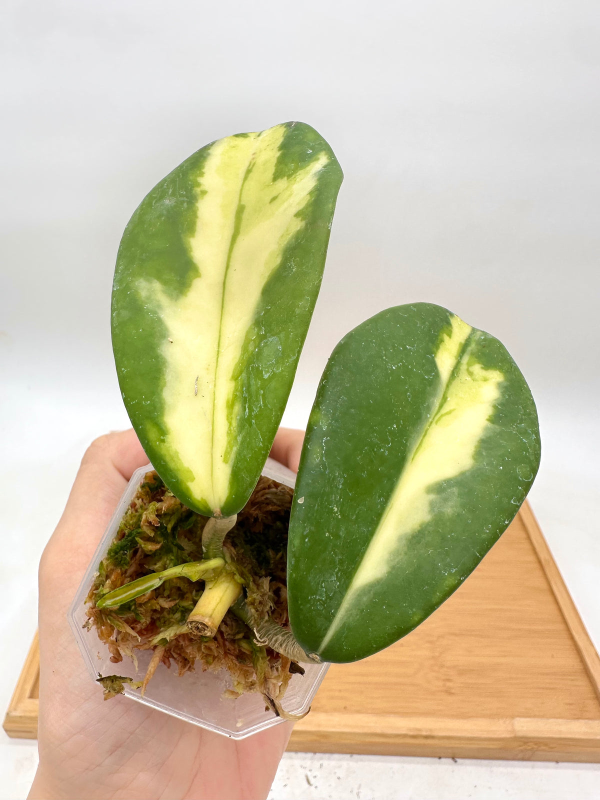 Hoya Diversifolia ‘Maharini’ Variegated
