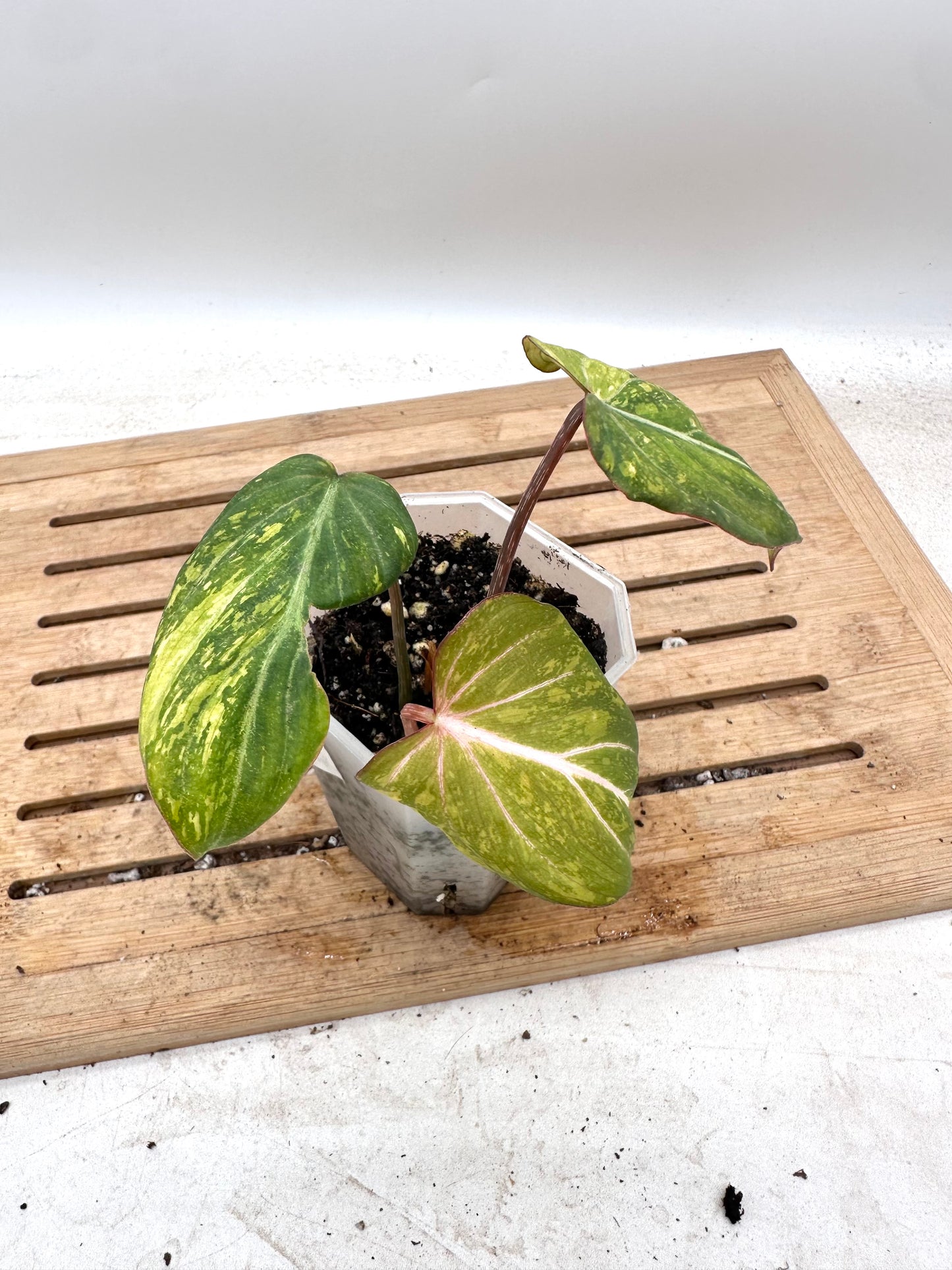 Philodendron Gloriosum Variegated