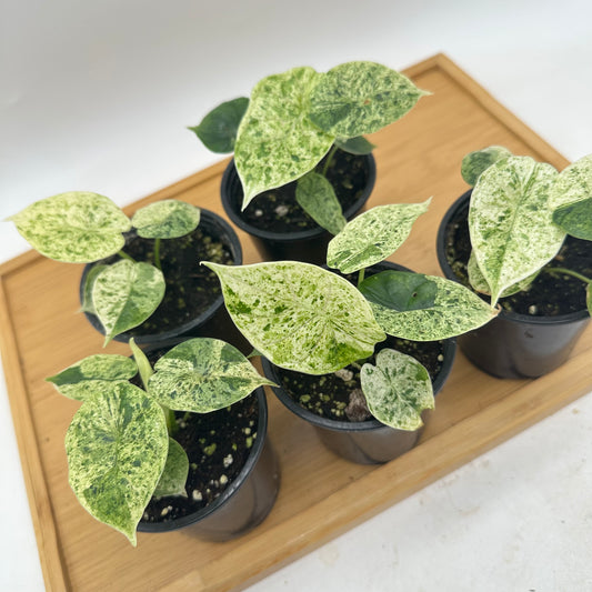 *October Sale - Alocasia Dragon Scale Mint Variegated 🐉