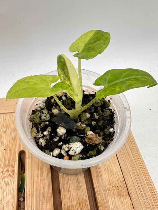 Alocasia Lauterbachiana Variegated