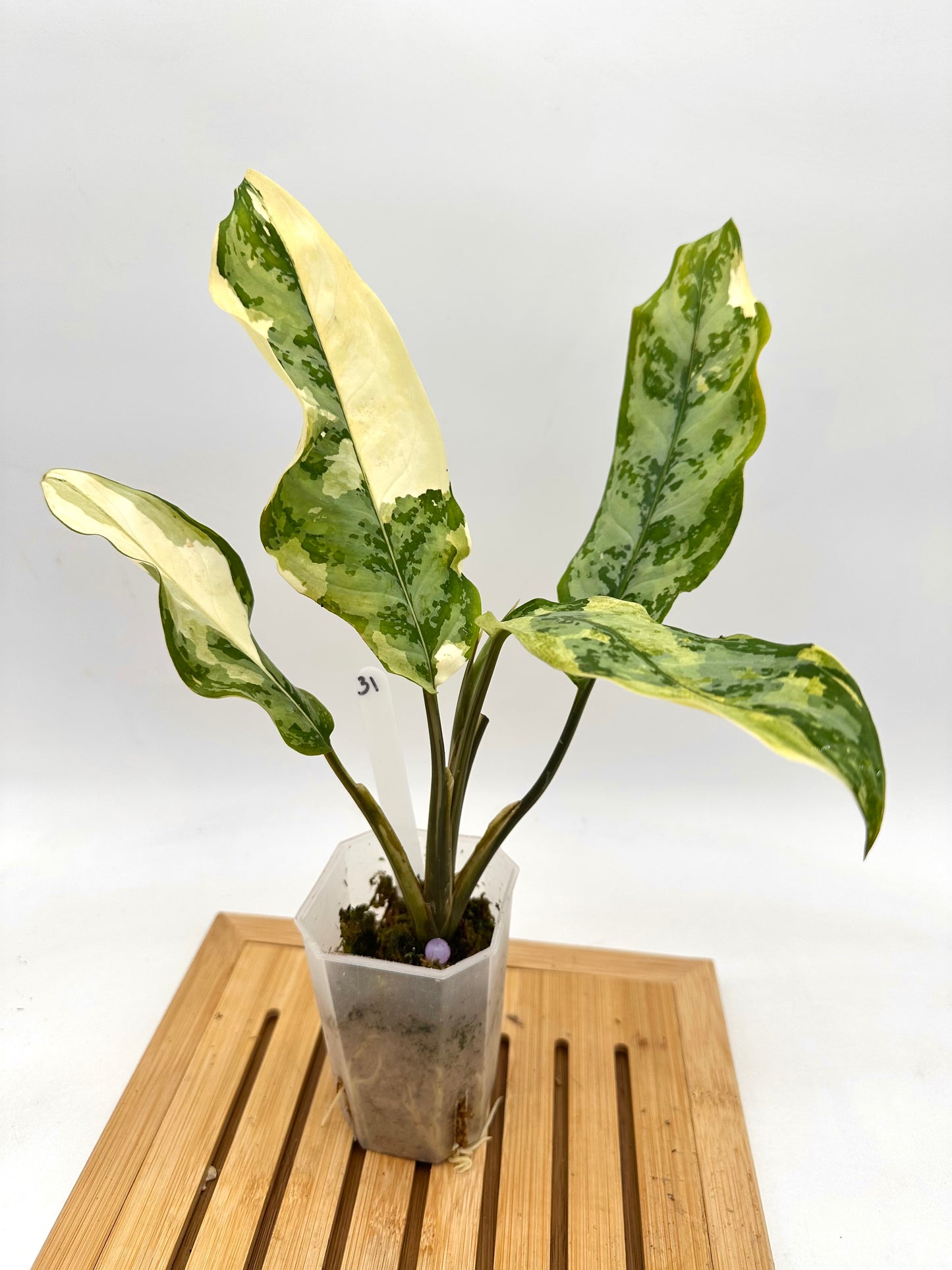 Aglaonema Manila Pride Variegated