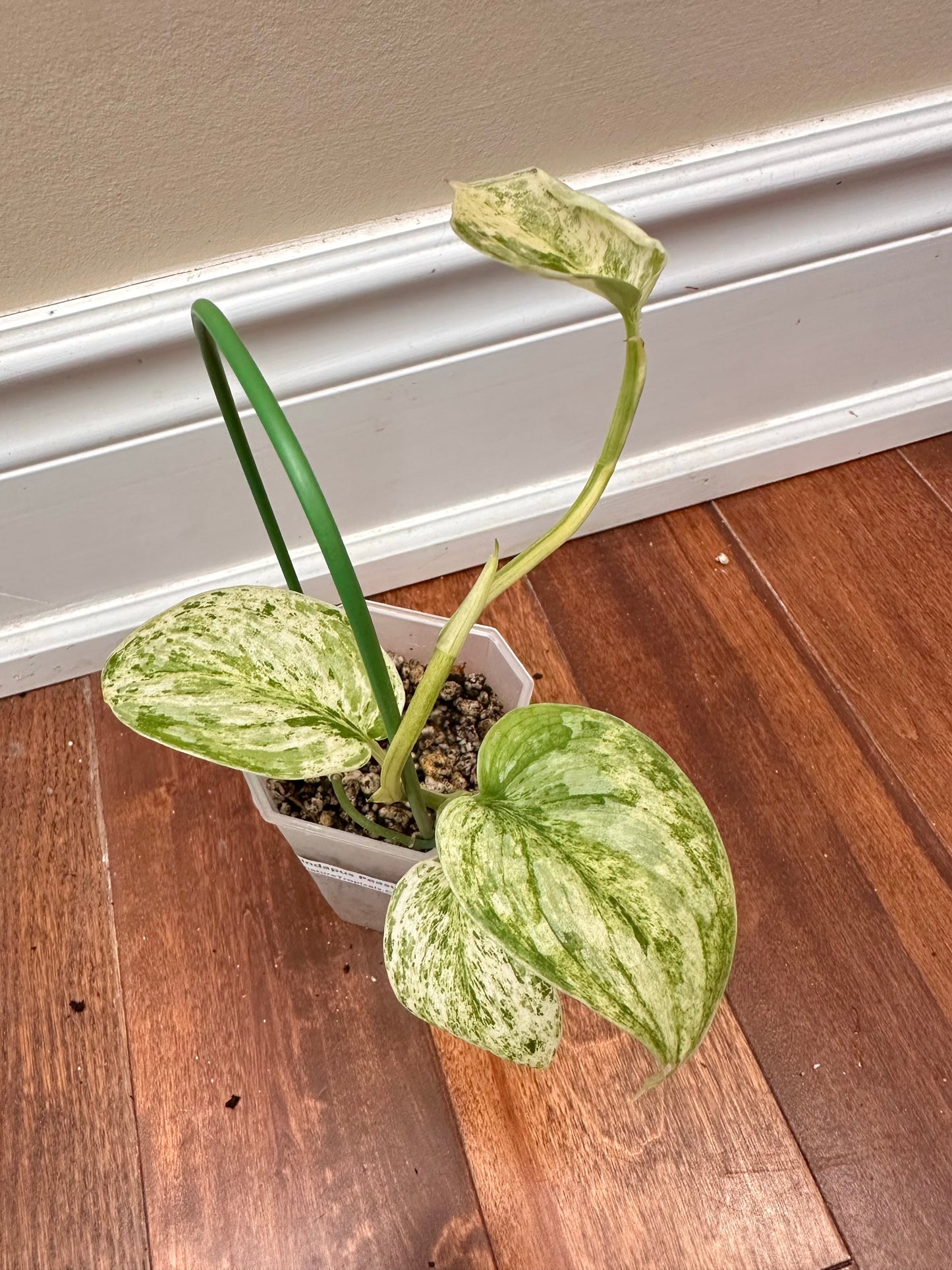 Scindapsus Peasun