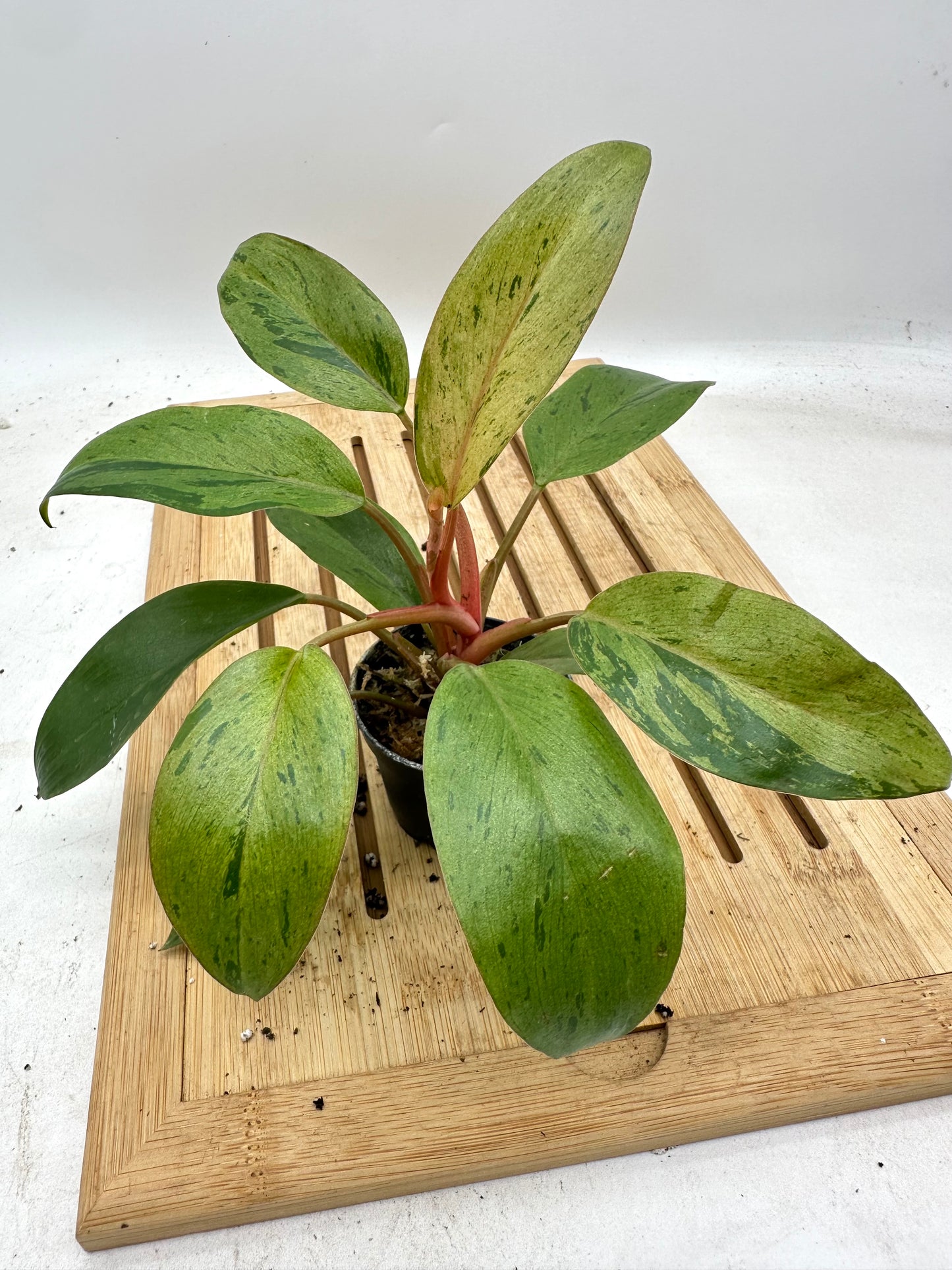 Philodendron Red Congo Mint Variegated