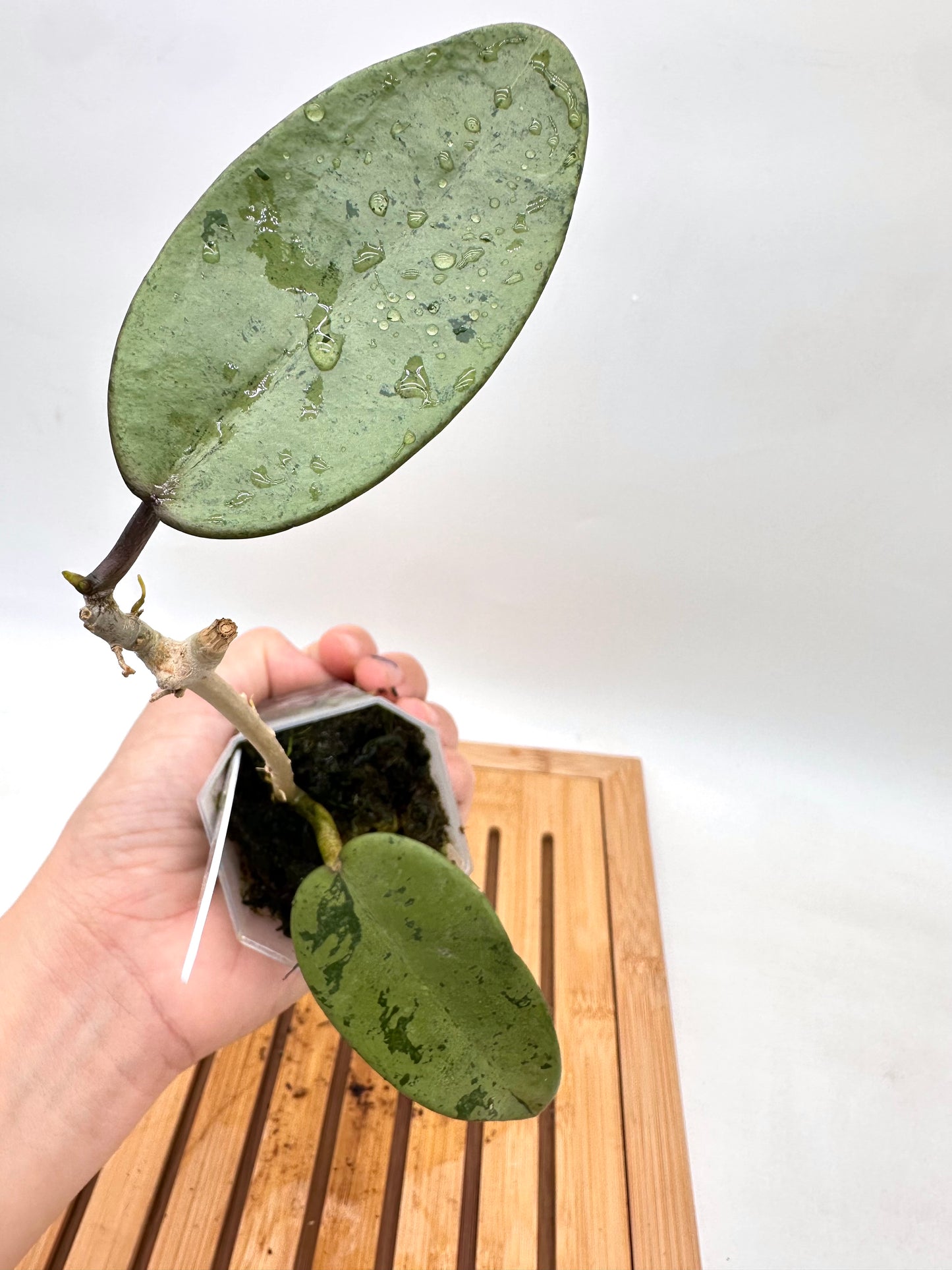 Hoya Silver Dollar 095
