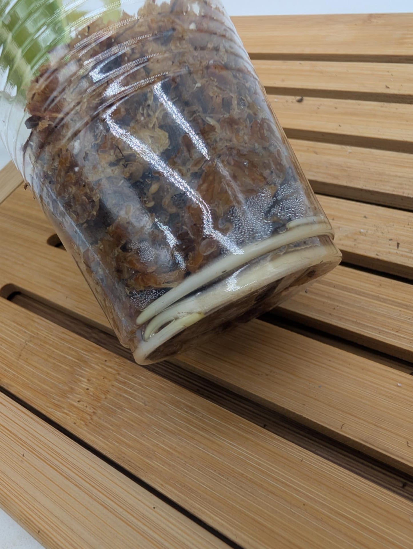 Monstera Adansonii Albo Variegated