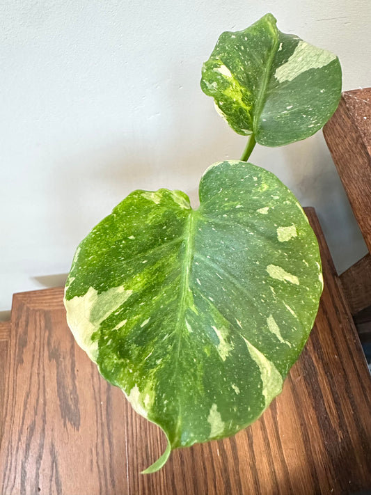 Cyber Monday Sales - Monstera Miracle Mint / Tricolor Mint