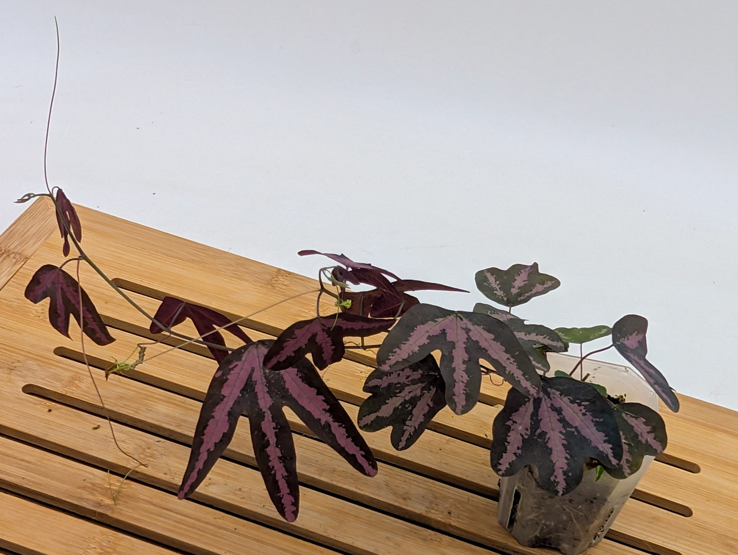 Passiflora Trifasciata Purple - Multiple plants in pot