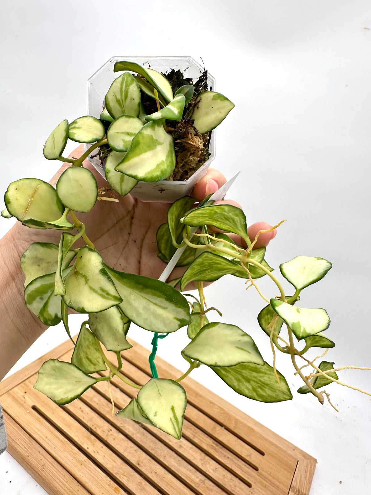 Hoya Heuschkeliana Inner Variegated