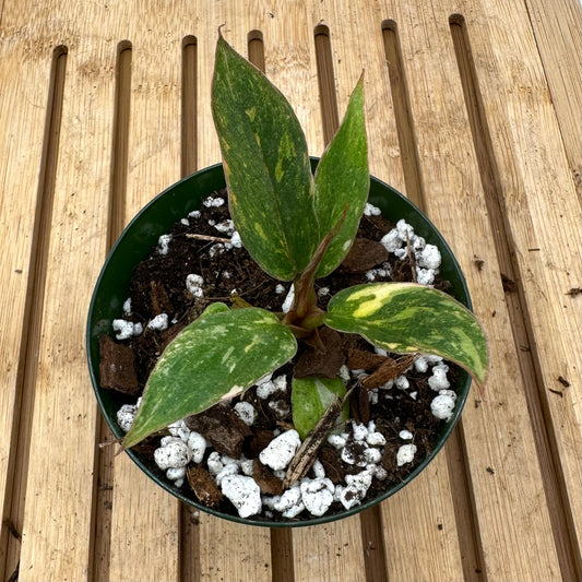 Black Friday Sales - Philodendron Caramel Marble Variegated