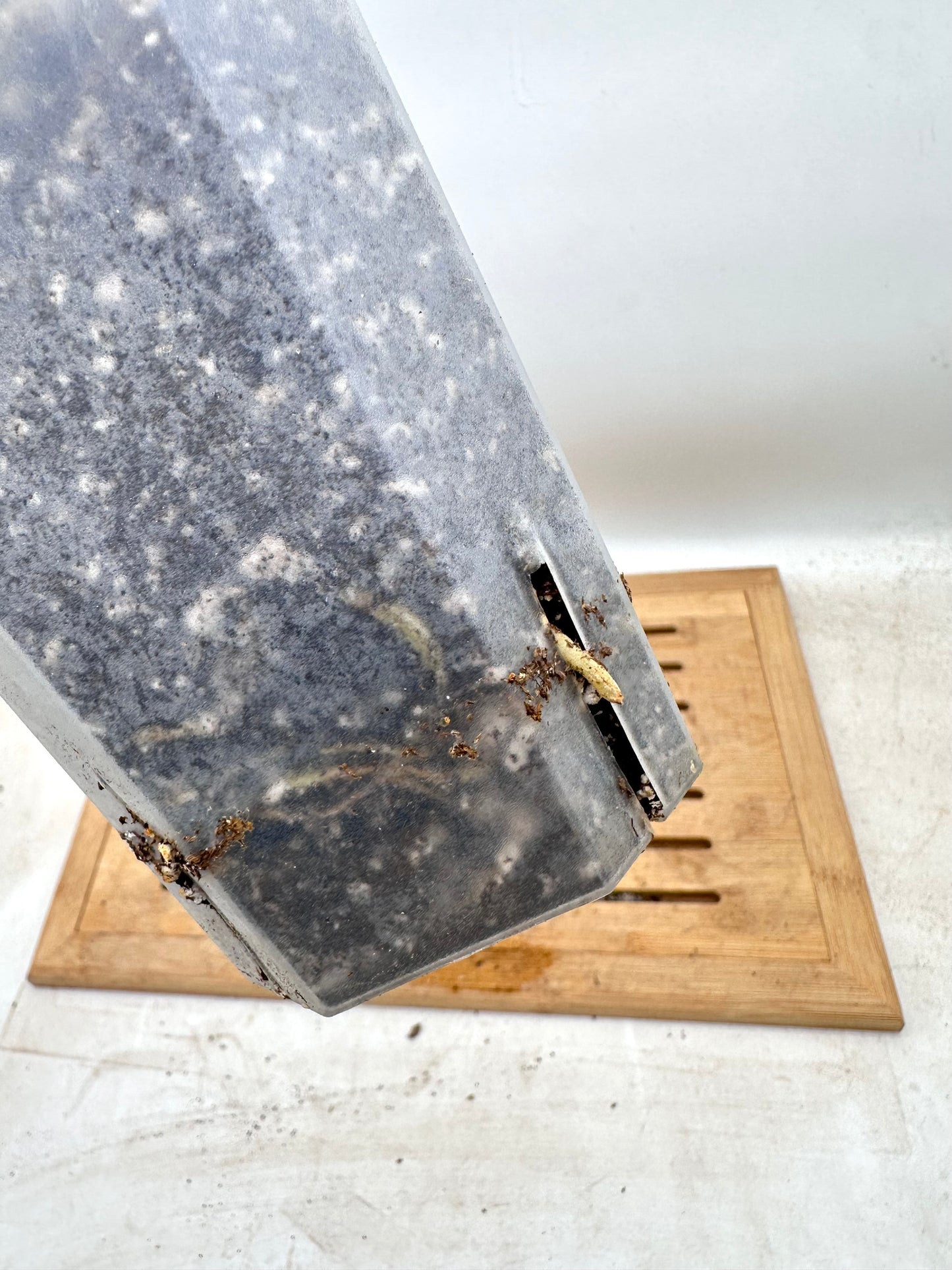 Aglaonema Rio - Rare Find 💚