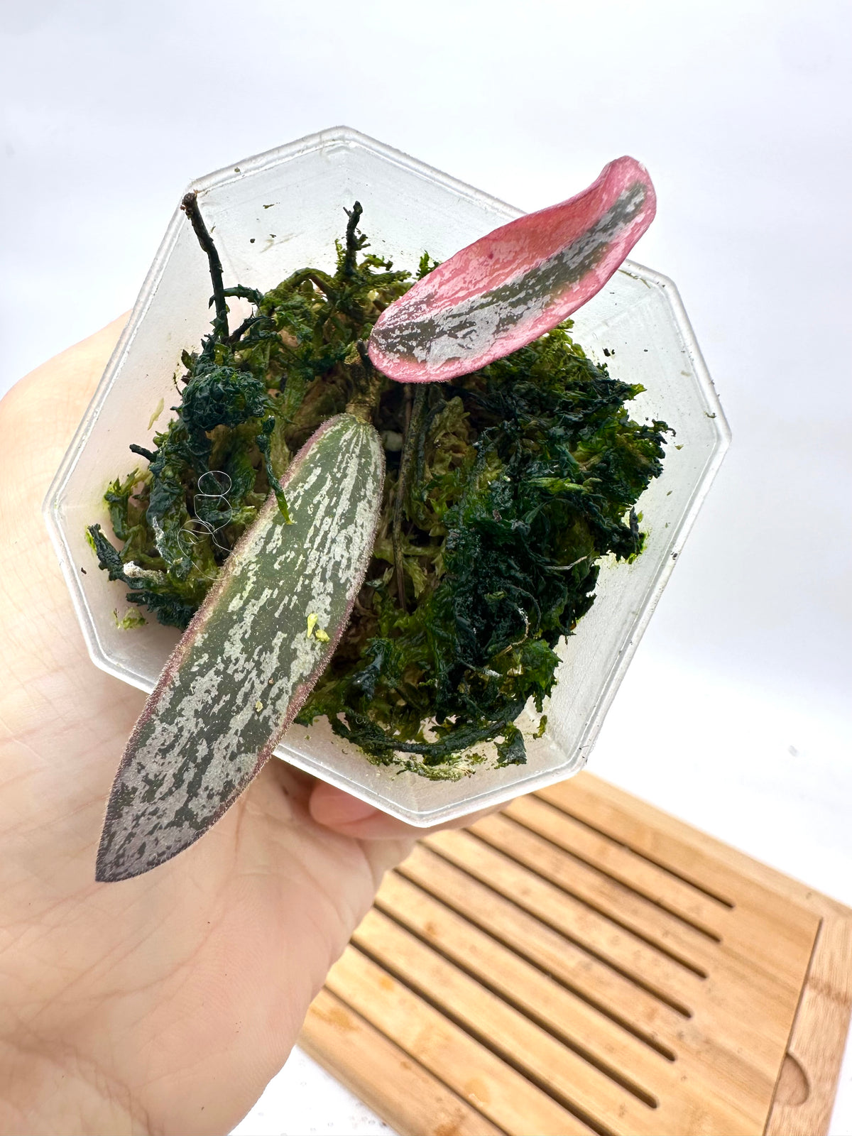 Hoya Sigillatis Variegated